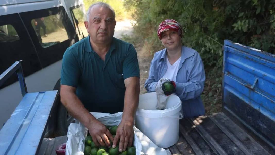 Hatay’da Buruk Mandalina Hasadı! Kuraklık Verimi Vurdu 2